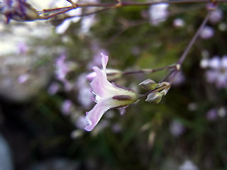 Gypsophila repens