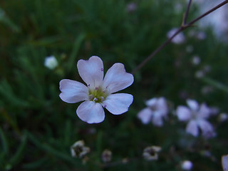 Gypsophila repens