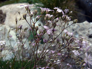 Gypsophila repens