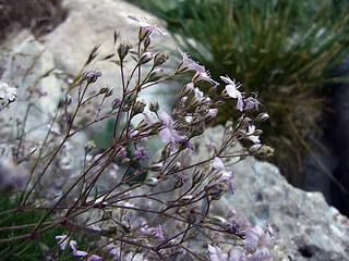 Gypsophila repens