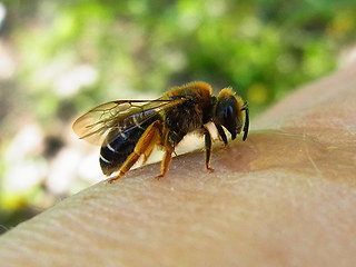 Halictus rubicundus