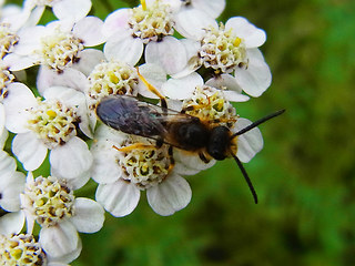 Halictus rubicundus