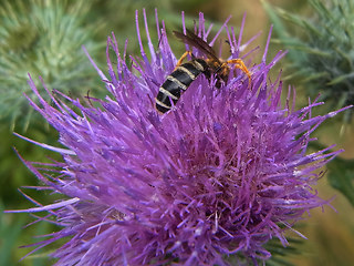 Halictus sexcinctus