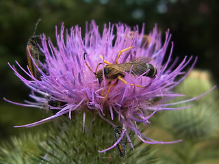 Halictus sexcinctus