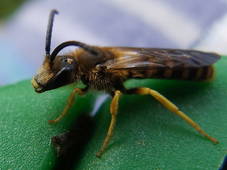 Halictus sexcinctus