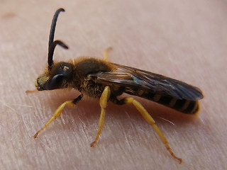 Halictus sexcinctus