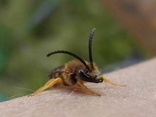 Halictus sexcinctus