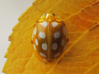 Halyzia sedecimguttata