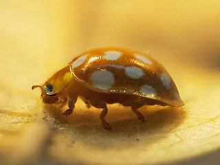 Halyzia sedecimguttata