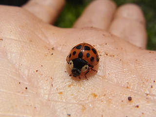 Harmonia axyridis