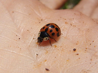 Harmonia axyridis