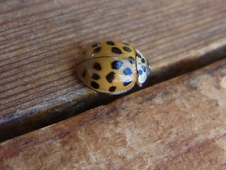 Harmonia axyridis