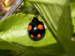 Harmonia axyridis