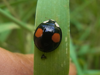 Harmonia axyridis