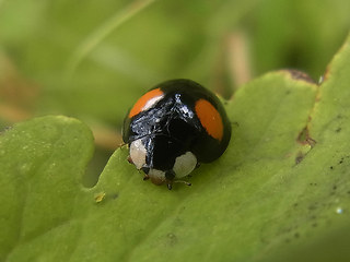 Harmonia axyridis