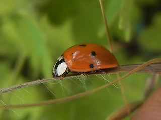 Harmonia axyridis