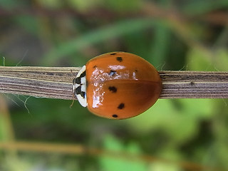 Harmonia axyridis