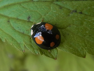 Harmonia axyridis