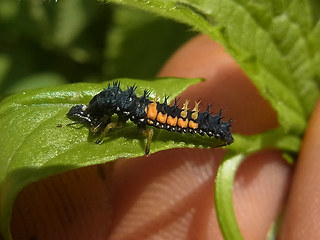 Harmonia axyridis