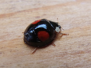 Harmonia axyridis