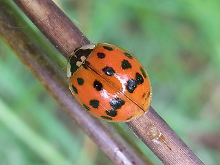 Harmonia axyridis