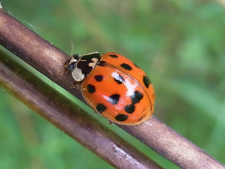 Harmonia axyridis