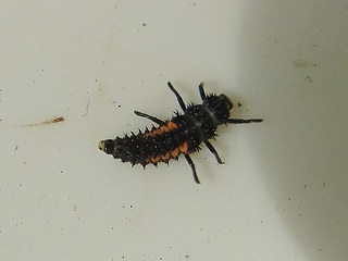Harmonia axyridis