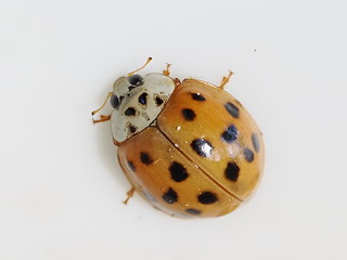 Harmonia axyridis