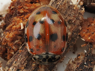 Harmonia quadripunctata