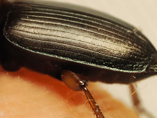 Harpalus affinis