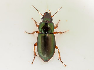 Harpalus affinis