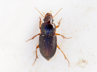 Harpalus autumnalis