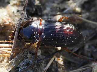 Harpalus autumnalis