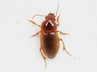Harpalus autumnalis