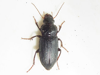 Harpalus calceatus