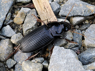 Harpalus calceatus