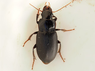 Harpalus calceatus