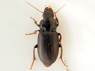 Harpalus calceatus