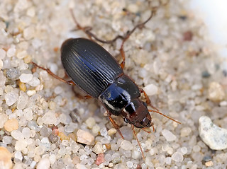 Harpalus cf. xanthopus