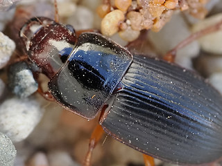Harpalus cf. xanthopus