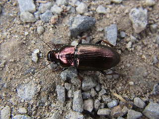 Harpalus distinguendus