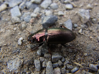 Harpalus distinguendus