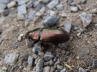 Harpalus distinguendus