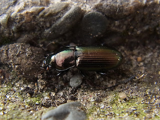 Harpalus distinguendus