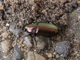 Harpalus distinguendus