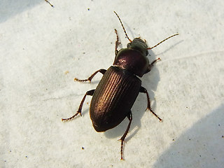 Harpalus distinguendus