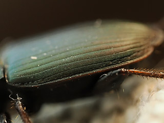 Harpalus distinguendus