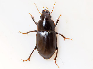 Harpalus froelichii
