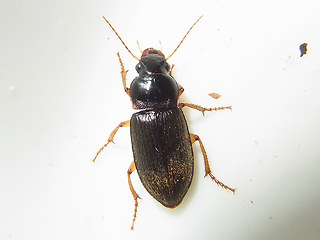 Harpalus griseus