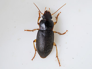 Harpalus griseus